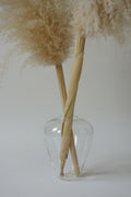 Clear glass vase with dried pampas grass against a plain background